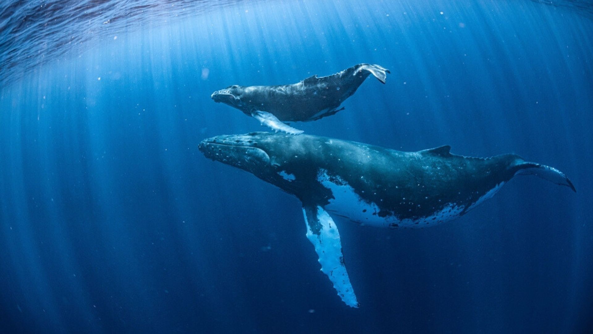 AI 解碼鯨豚聲音推動海洋保育新里程- TVBS ESG專區